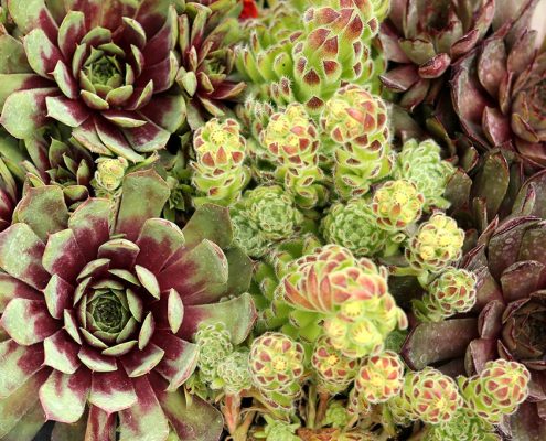 Dachwurz Sempervivum