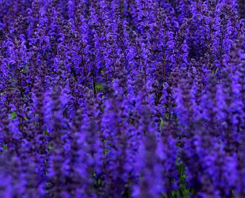 Salvia nemorosa
