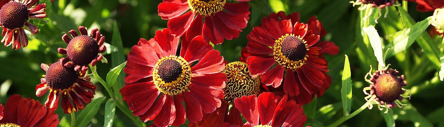 Helenium Rubinzwerg- Sonnenbraut in Staudengärtnerei Klimke Wiesenhagen