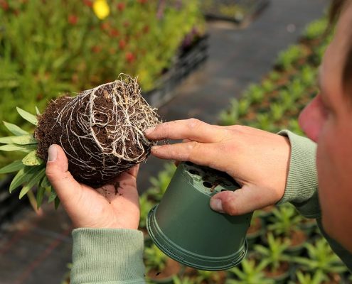 gut durchwurzelter Topfballen