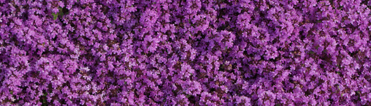 Thymus Bressingham Seedling