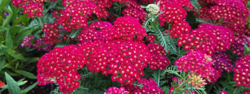 Achillea- Staude des Jahres 2021